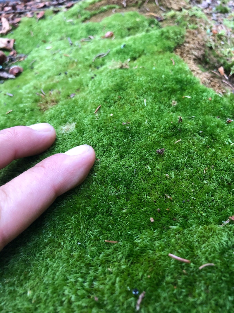 Maine moss
