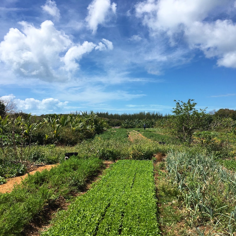 Eleuthera Island Farm fields